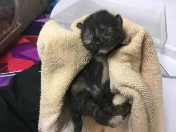 Domestic Short Hair Cats Available for Adoption in Riverside, California - CORNBREAD | PetCurious