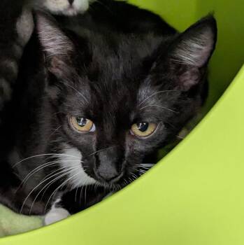 Domestic Short Hair Cats Available for Adoption - M.J. | PetCurious