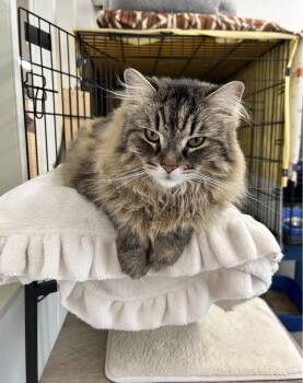 Domestic Long Hair Cats Available for Adoption in Maple Ridge, British Columbia - Amplifier | PetCurious