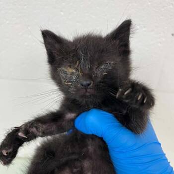 Domestic Short Hair Cats Available for Adoption in Lyndhurst, Virginia - SVAS-Stray-38676 | PetCurious