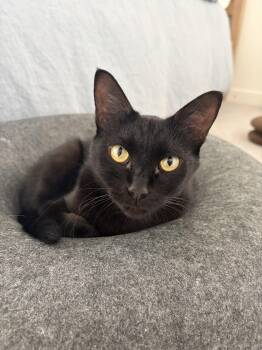 Michelle- total love bug (11 months) -  Domestic Short Hair Cat for Adoption in Los Angeles, California - Michelle- Total Love Bug (11 Months) | PetCurious