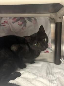 Diego -  Domestic Short Hair Cat for Adoption in Montreal, Quebec - Diego | PetCurious
