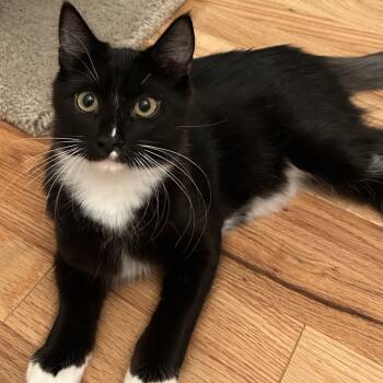 Rescue Domestic Medium Hair Cats for Adoption in Los Angeles, California - Ruiz | PetCurious