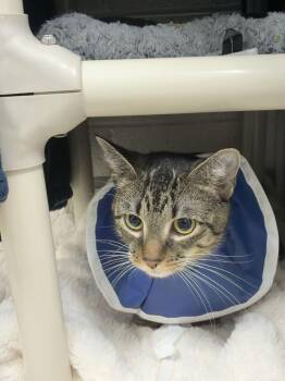Boots -  Domestic Short Hair Cat for Adoption in Alexandria, Virginia - Boots | PetCurious