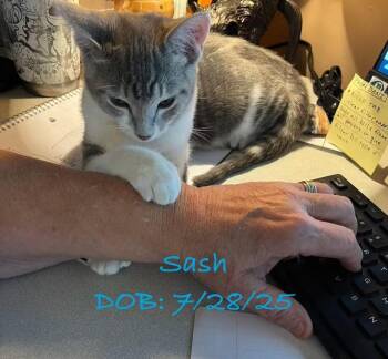 Rescue Domestic Short Hair Cats for Adoption in Billings, Montana - S-Sash | PetCurious