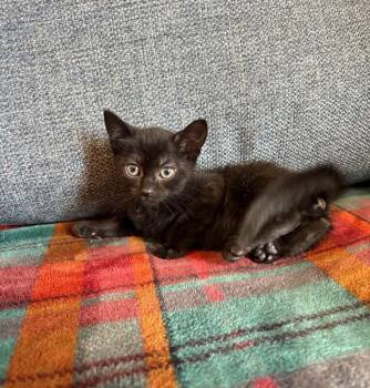 Domestic Short Hair Cats Available for Adoption in North Babylon, New York - Luna | PetCurious