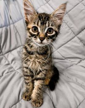 Cupcake -  Domestic Medium Hair and Domestic Short Hair Cat for Adoption in Morristown, New Jersey - Cupcake | PetCurious