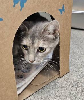 Rescue Domestic Short Hair Cats for Adoption in Roanoke, Virginia - Carmella | PetCurious