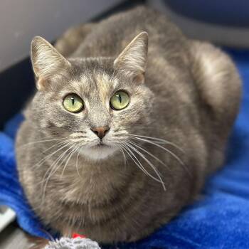 Domestic Short Hair Cats Available for Adoption in Port Washington, New York - Sunflower | PetCurious