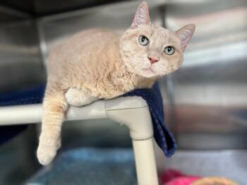 Simba -  Domestic Short Hair Cat for Adoption in Sebastian, Florida - Simba | PetCurious