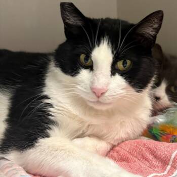 Domestic Short Hair Cats Available for Adoption in East Hanover, New Jersey - Raya | PetCurious