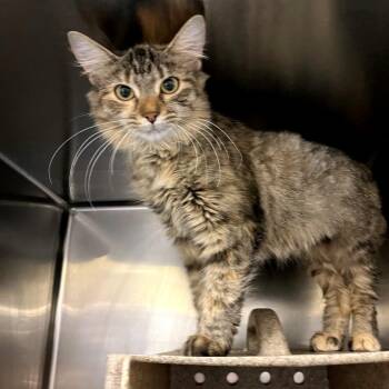 Nana -  Domestic Short Hair Cat for Adoption in Philadelphia, Pennsylvania - Nana | PetCurious
