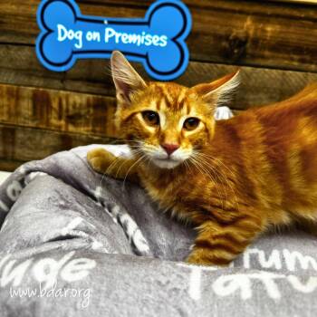 Jimmy -  Domestic Short Hair Cat for Adoption in Cheyenne, Wyoming - Jimmy | PetCurious