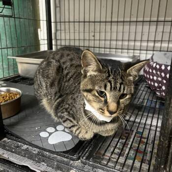 Domestic Short Hair Cats Available for Adoption in Clanton, Alabama - Kuma | PetCurious