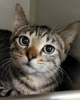 Rescue Domestic Short Hair Cats for Adoption in Grayslake, Illinois - Cinnamon | PetCurious