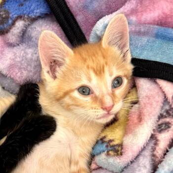 Domestic Short Hair Cats Available for Adoption in Long Beach, California - Ice Cube | PetCurious