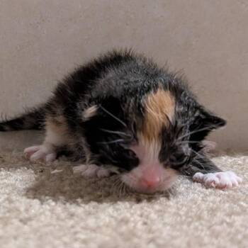 Domestic Short Hair Cats Available for Adoption in Huntington, West Virginia - Bottle Kitten Zitti | PetCurious