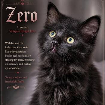 Zero -  Domestic Long Hair Cat for Adoption in Quincy, Ohio - Zero | PetCurious