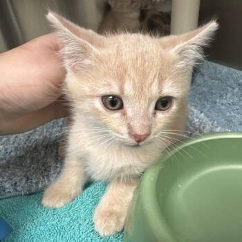 Domestic Short Hair Cats Available for Adoption in Roanoke, Virginia - Dave | PetCurious