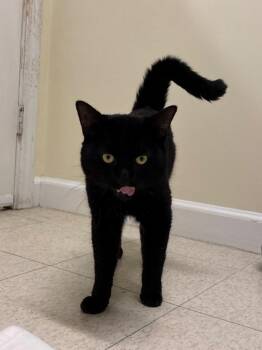 Pyewacket -  Domestic Short Hair Cat for Adoption in Fall River, Massachusetts - Pyewacket | PetCurious