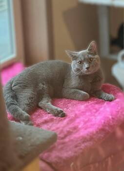 Eddie -  Domestic Short Hair Cat Available for Adoption in Parsons, West Virginia - Eddie | PetCurious