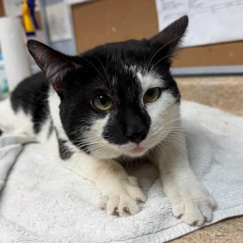 Domestic Short Hair Cats Available for Adoption - Tin Tin | PetCurious