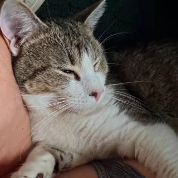 Chuck -  Domestic Short Hair Cat for Adoption in Des Moines, Iowa - Chuck | PetCurious