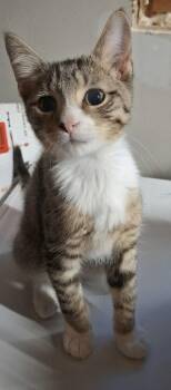 Nick -  Domestic Short Hair Cat for Adoption in Hudson, New Hampshire - Nick | PetCurious
