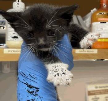Pinch -  Domestic Short Hair Cat for Adoption in Largo, Florida - Pinch | PetCurious