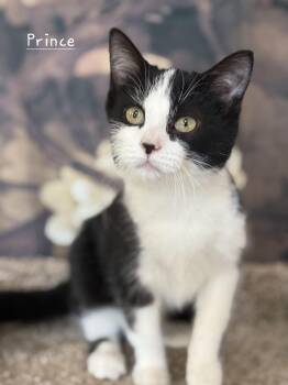 Domestic Short Hair Cats Available for Adoption - Prince | PetCurious