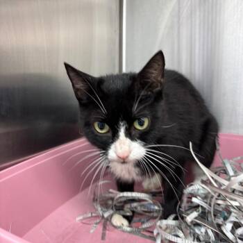 Darling FKA Dana -  Domestic Short Hair Cat for Adoption in Philadelphia, Pennsylvania - Darling FKA Dana | PetCurious