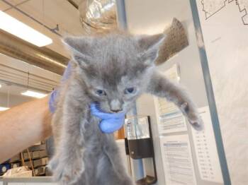 POPCORN -  Domestic Short Hair Cat for Adoption in San Jose, California - POPCORN | PetCurious