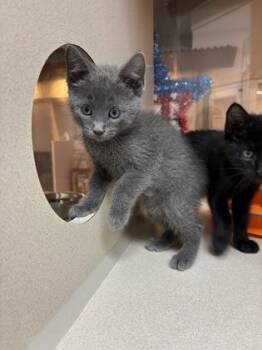 92918A Seafoam -  Domestic Short Hair Cat for Adoption in North Charleston, South Carolina - 92918A Seafoam | PetCurious