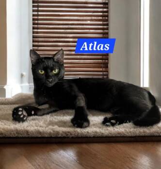 Atlas -  Domestic Short Hair Cat for Adoption in Jim Thorpe, Pennsylvania - Atlas | PetCurious