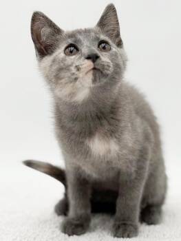Minnie is happy chirpy fun - What a mush -  Russian Blue and Dilute Tortoiseshell Cat for Adoption in Bedford Hills, New York - Minnie Is Happy Chirpy Fun - What A Mush | PetCurious