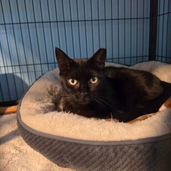 Cindy Clawford -  Domestic Short Hair Cat for Adoption in Port Richey, Florida - Cindy Clawford | PetCurious