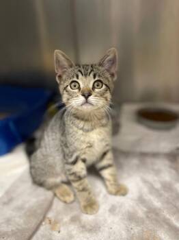 Derpy Paws -  Domestic Short Hair Cat for Adoption in Grants Pass, Oregon - Derpy Paws | PetCurious