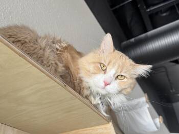Domestic Long Hair Cats Available for Adoption in Tucson, Arizona - Ruffles | PetCurious