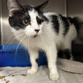 Rescue Tuxedo Cats for Adoption in La Grange Park, Illinois - London | PetCurious