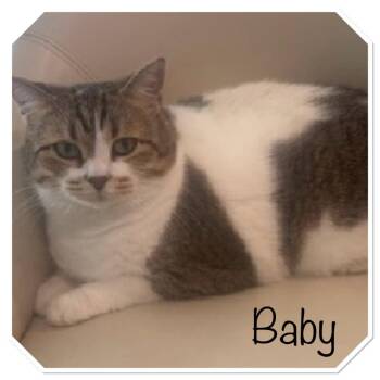 Baby -  Domestic Short Hair Cat for Adoption in Titusville, Florida - Baby | PetCurious