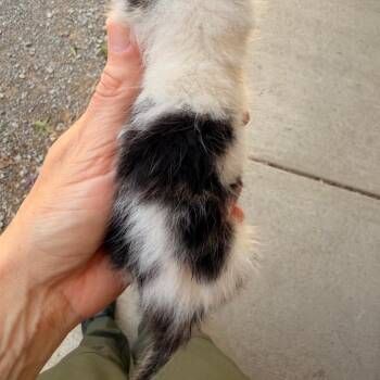 Domestic Short Hair Cats Available for Adoption in Evensville, Tennessee - Reese
