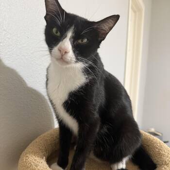Rescue Domestic Short Hair Cats for Adoption in Bryan, Texas - Cobweb | PetCurious