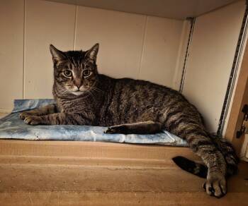 Domestic Short Hair Cats Available for Adoption in Mission Viejo, California - Lennox | PetCurious