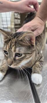 15a -  Domestic Short Hair Cat for Adoption in Lawrenceville, Georgia - 15a | PetCurious