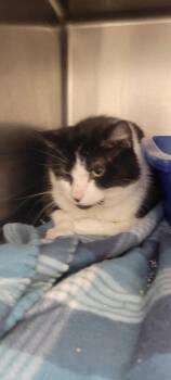 Domestic Short Hair Cats Available for Adoption in New Kensington, Pennsylvania - Pepe | PetCurious