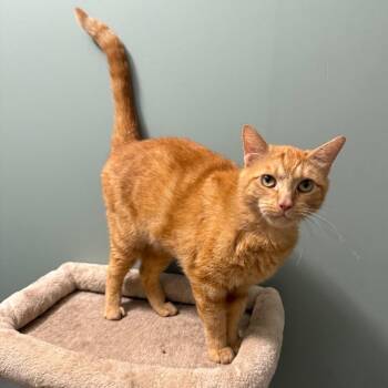 Rusty -  Domestic Short Hair Cat for Adoption in Granville, Ohio - Rusty | PetCurious