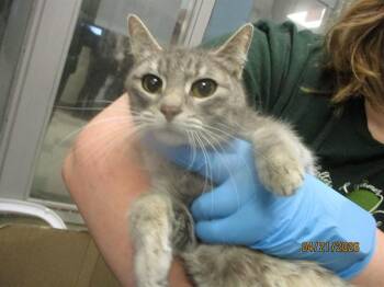 Domestic Short Hair Cats Available for Adoption in Oklahoma City, Oklahoma - A473149 | PetCurious