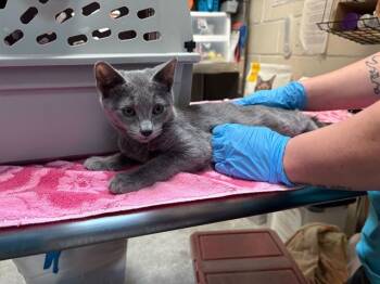 Rescue Domestic Short Hair Cats for Adoption in Raleigh, North Carolina - MARTY | PetCurious