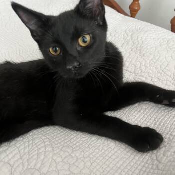 Joop N. - Your Little Tuxedo Sweetheart -  Domestic Short Hair Cat for Adoption in New York, New York - Joop N. - Your Little Tuxedo Sweetheart | PetCurious