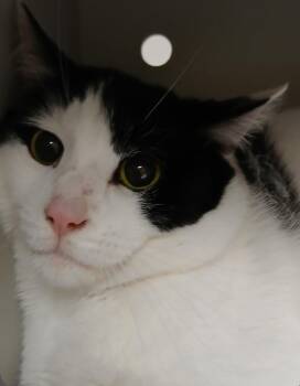 Domestic Short Hair Cats Available for Adoption - Sly | PetCurious